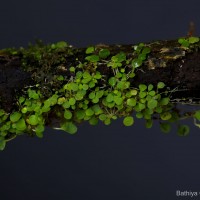 Utricularia striatula Sm.